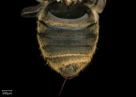   Megachile microsomanbsp; ?female abdomen, photo: Chelsey Ritner 
